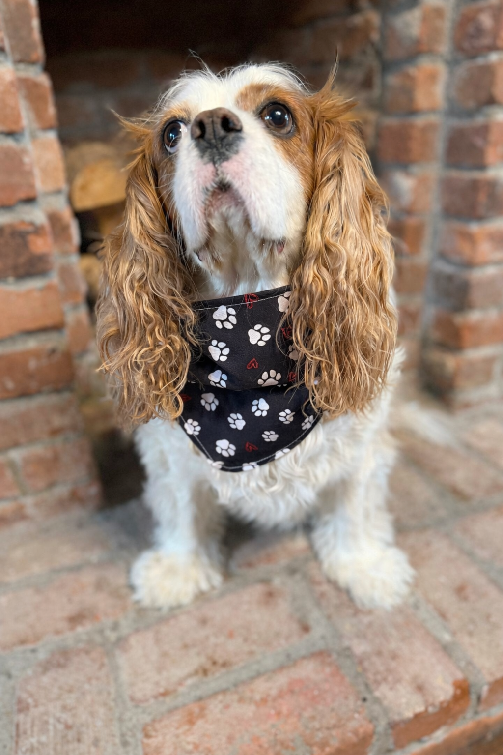Handmade Pet Bandanas