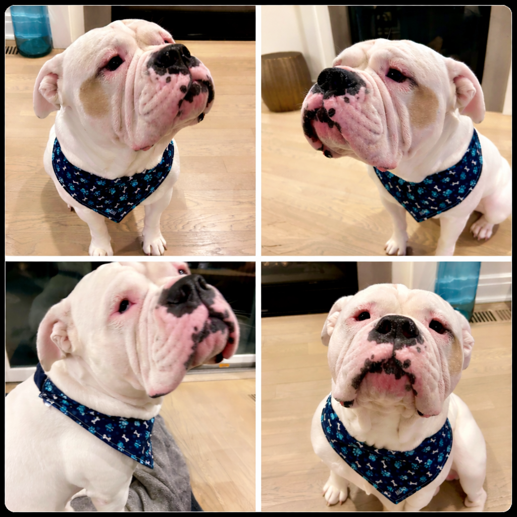 Handmade Pet Bandanas