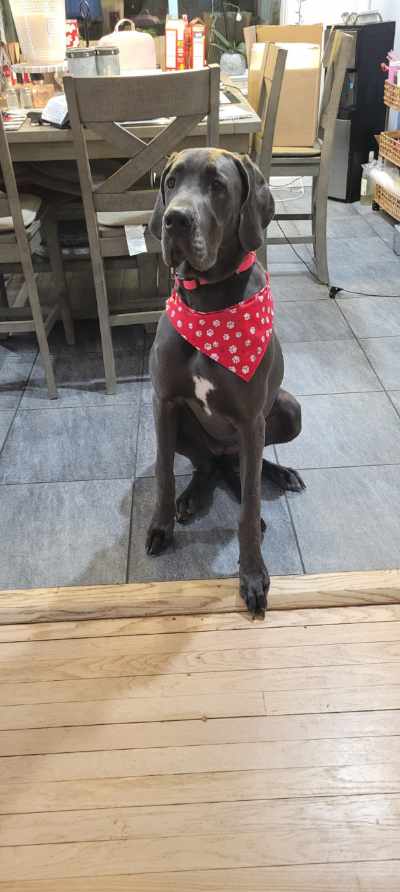 Handmade Pet Bandanas